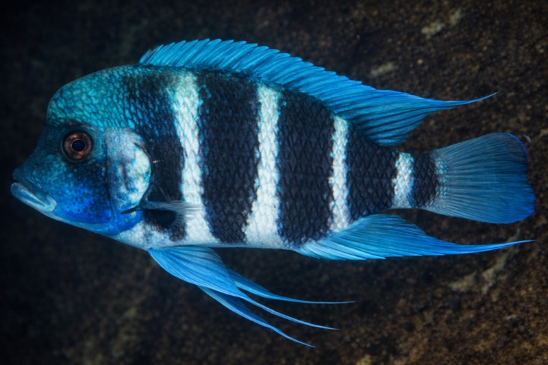 Cyphotilapia gibberosa 'Lupote Rocks'